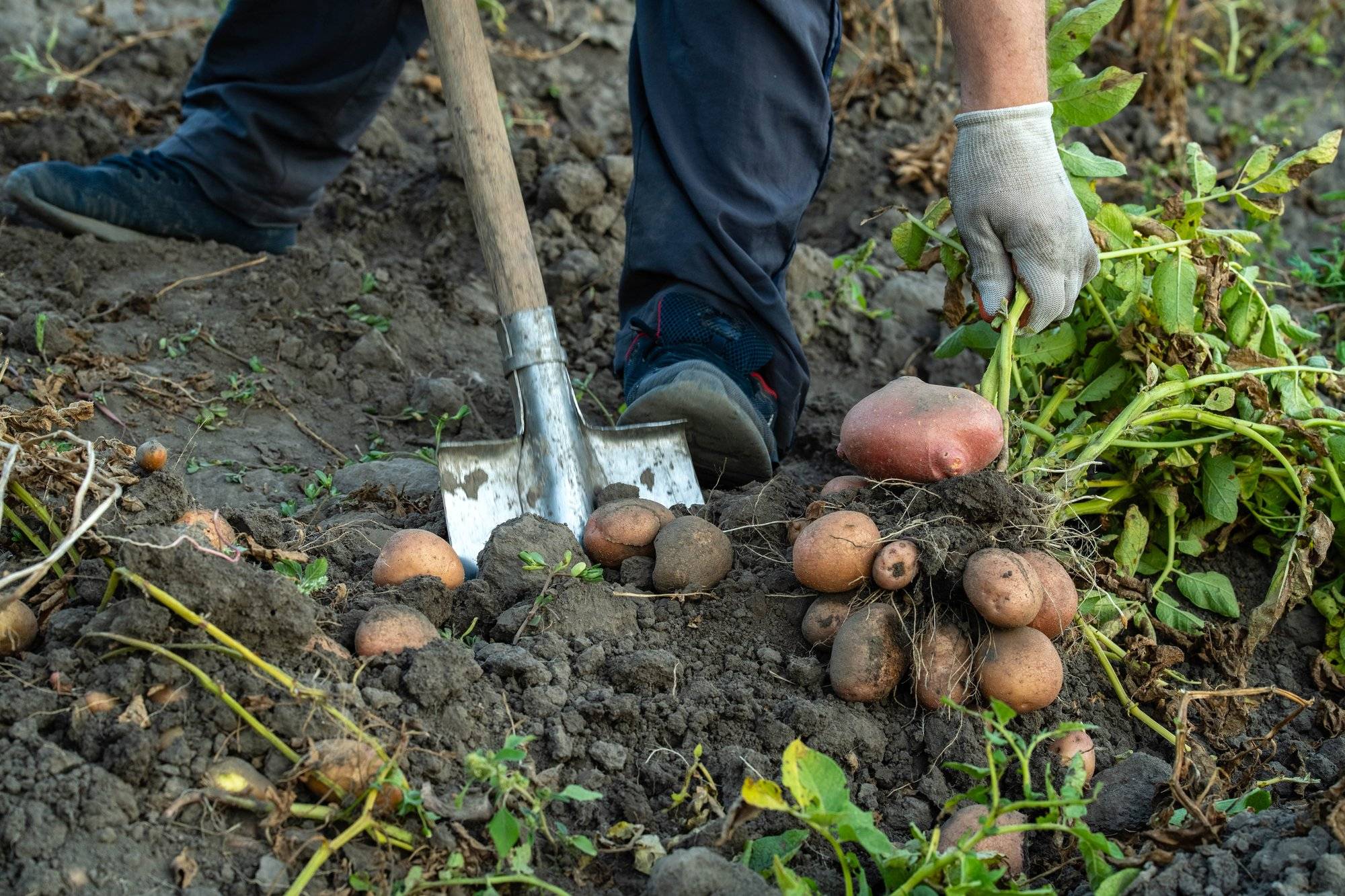 Jak przygotować ziemię pod ziemniaki żeby uzyskać dobre plony?